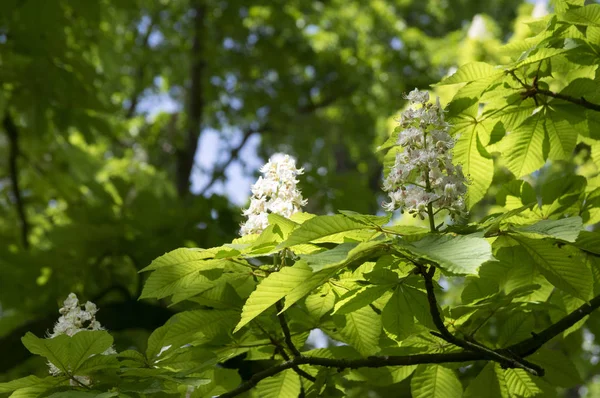 Aesculus Hippocastanum Ramas Flor — Foto de Stock