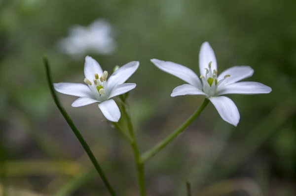 Ornithogalum Umbellatum Grass Lily Bloom Small Ornamental Wild Plant — Stock Photo, Image