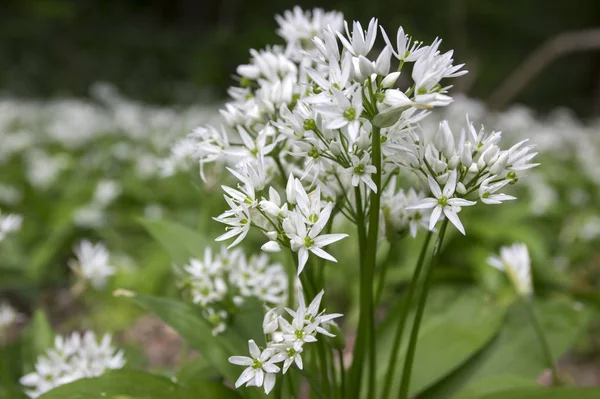 Allium ursinum ayılar sarımsak çiçek