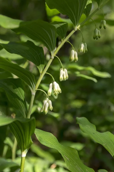 Polygonatum Multiflorum Bosque Flores Silvestres Flor Con Hojas Brotes — Foto de Stock