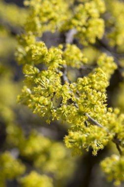 Cornus mas tree branches during early springtime, Cornelian cherry flowering with yellow small flowers clipart