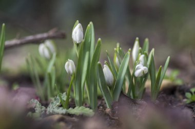 Galanthus nivalis, ortak kardelen çiçek, bahçede erken bahar soğanlı çiçek