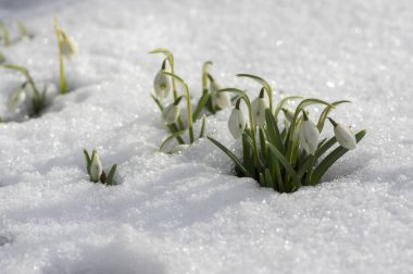 Galanthus nivalis, ortak kardelen çiçek, erken bahar soğanlı çiçekler bahçesinde karda büyüyen