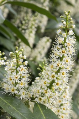 Kiraz ağacı çiçek açmış, çiçekler ve yapraklar