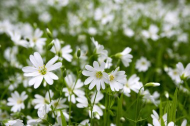 Stellaria holostea büyük stitchwort çok yıllık çiçekler açan, Grup yeşil zemin üzerine beyaz çiçek
