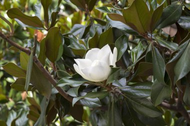 Magnolia grandiflora beyaz amazing ağaç çiçek çiçek, dalları bir sürü