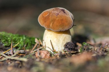Çörek badius ortak kahverengi yenilebilir defne bolete, ormandaki poored mantar