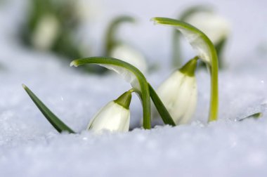 Galanthus nivalis, ortak kardelen çiçek, erken bahar soğanlı çiçekler bahçesinde karda büyüyen