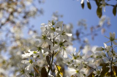 Amelanchier spicata ağacında bloom, hizmet berry beyaz süs çiçek ve tomurcukları