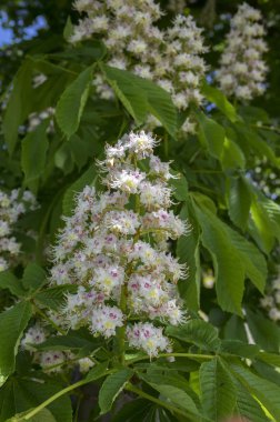 Aesculus hipokastanum dalları çiçek açar.