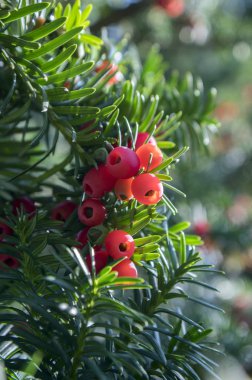 Taxus baccata European yew is conifer shrub with poisonous and bitter red ripened berry fruits clipart
