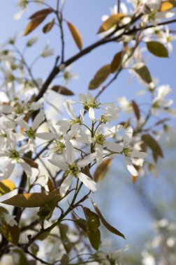 Amelanchier spicata tree in bloom, service berry white ornamental flowers and buds clipart