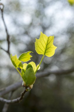 Liriodendron tulipifera ilk bahar sihirli ışıkta bırakır.