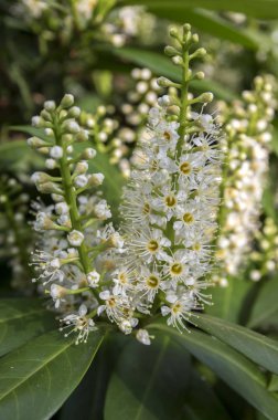 Kiraz ağacı çiçek açmış, çiçekler ve yapraklar