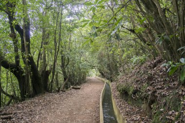 Levada Forado, turistik hiking trail, Ribeiro Frio, Madeira Adası, Portekiz
