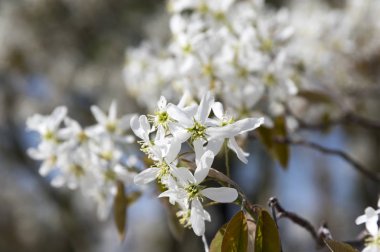 Amelanchier spicata ağacında bloom, hizmet berry beyaz süs çiçek ve tomurcukları