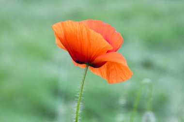 Gelincik (bitki) çayır çiçek çiçeklenme