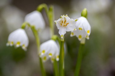 Göl vernum çiçekler, çayır, Grup çiçekli bitkiler üzerinde erken bahar kar taneleri