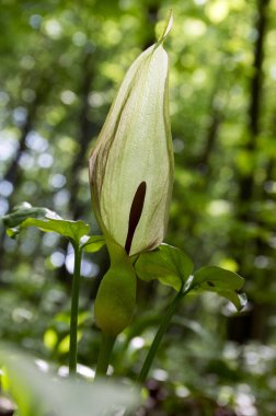 Arum maculatum yılanbaşı çiçek çiçeklenme