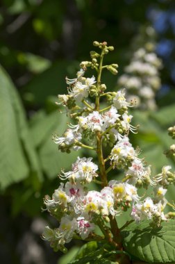 Aesculus hipokastanum dalları çiçek açar.