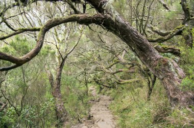Levada 25 das fontes, iz, Rabacal, Madeira Adası, Portekiz hiking turistik için önde gelen vahşi orman