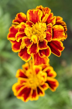 Tagetes patula Fransızca marigold çiçek çiçek, yeşil turuncu sarı grup bırakır, küçük çalı