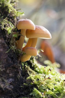 Flammulina velutipes mantar üzerinde yeşil yosun de ahşap Funda