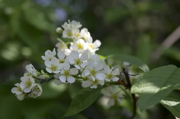 Prunus Padus Flores Brancas European Bird Cherry Flor — Fotografia de Stock