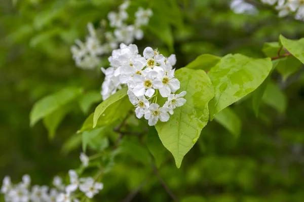 Prunus Padus Flores Brancas European Bird Cherry Flor — Fotografia de Stock