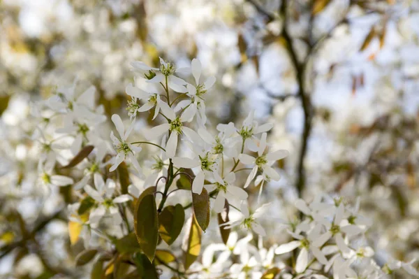 Amelanchier spicata tree in bloom, service berry white ornamental flowers and buds
