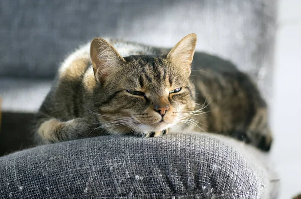 Lui Slaperig Marmeren Gestreepte Kat Portret Van Saaie Binnenlandse Tabby — Stockfoto