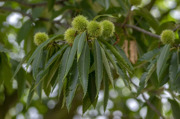 Castanea Sativa Kastanjes Verborgen Acomys Cupules Lekkere Bruine Noten Marron — Stockfoto