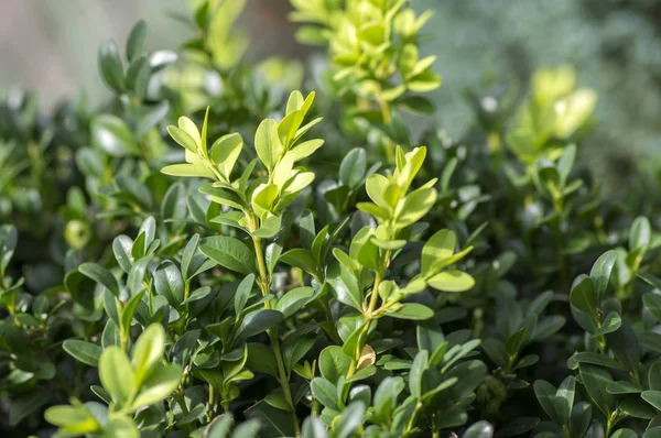 Detail Green Buxus Sempervirens Shrub Branches Leaves — Stock Photo, Image