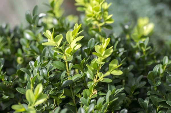 Detail Van Groene Buxus Sempervirens Struik Takken Met Bladeren — Stockfoto