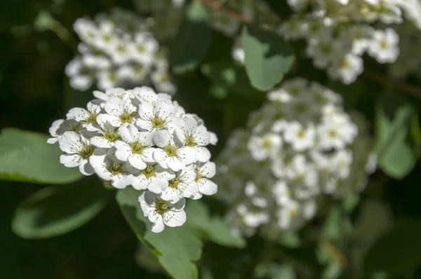 Spiraea Cinerea Bloom Gray Grefffrub Shrub White Flowers Magic Morning — стоковое фото