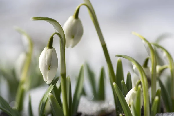 Galanthus Nivalis Comune Bucaneve Fiore Fiori Bulbosi All Inizio Della — Foto Stock