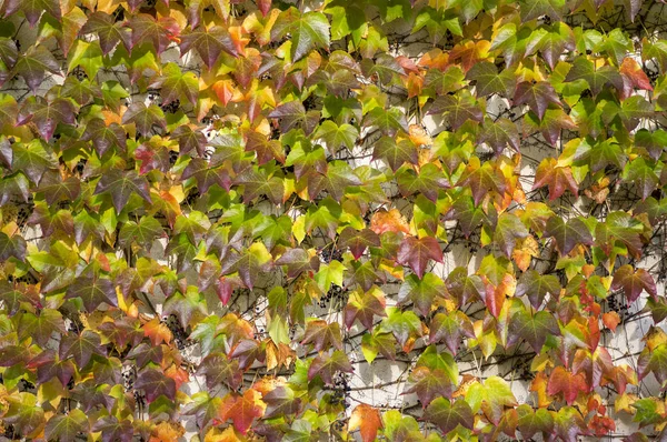 惊人的秋天背景与维多利亚爬行者五叶常春藤叶子匍匐在白色墙壁在阳光下的各种秋季颜色 — 图库照片