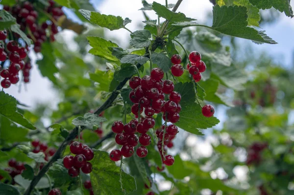 Frutos Maduros Bayas Grosella Roja Rama Bio Orgánico Sano Jardín — Foto de Stock