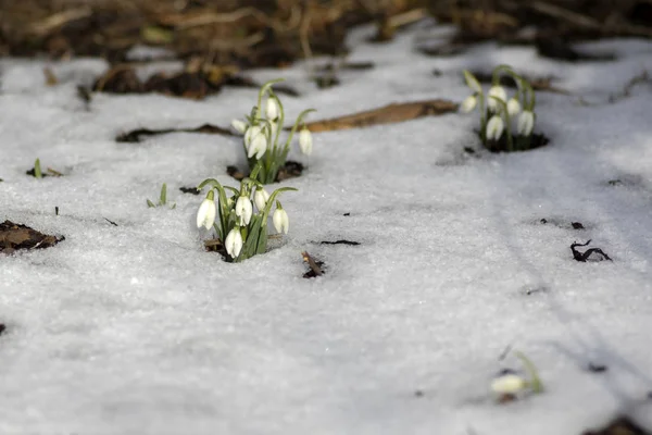 Galanthus Nivalis Közös Hóvirág Virágzik Kora Tavaszi Hagymás Virágokat Kertben — Stock Fotó