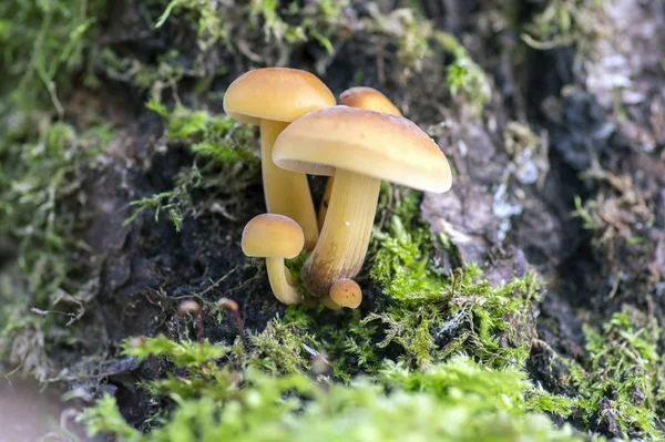 Flammulina Velutipes Pilz Auf Holzstrauch Grünen Moos — Stockfoto