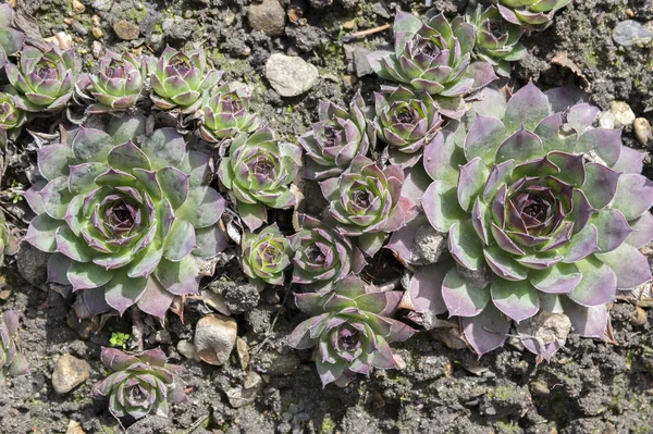 Sempervivum Tectorum Planta Cama Jardim — Fotografia de Stock