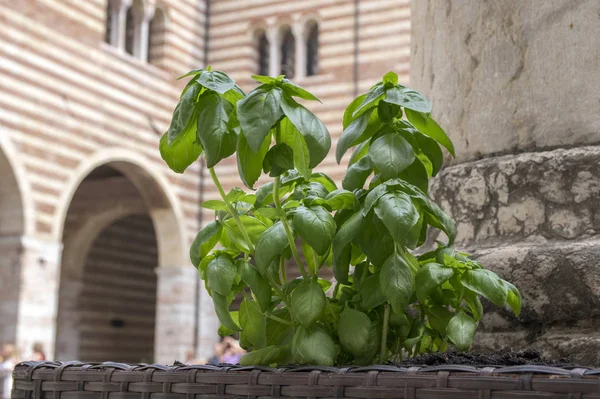 Thai basil leaves, common basil healthy herb in the pot with Verona Italy historic background