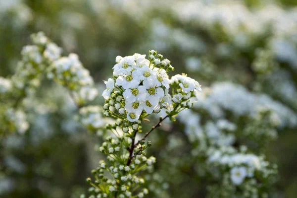 咲いて 魔法の朝の光 花の露の白い花を持つグレー Grefsheim 低木シモツケかび — ストック写真