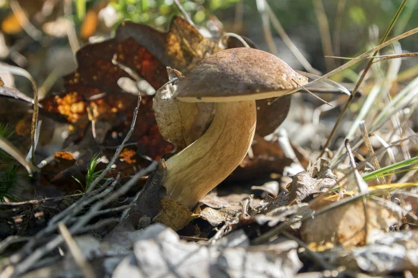 Boletus Badius Common Brown Edible Bay Bolete Poored Mushroom Forest — Stock Photo, Image