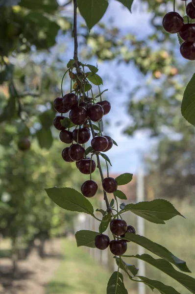 Prunus Cerasus Ώριμου Ομάδα Βύσσινα Σκούρα Κόκκινα Φρούτα Στα Κλαδιά — Φωτογραφία Αρχείου