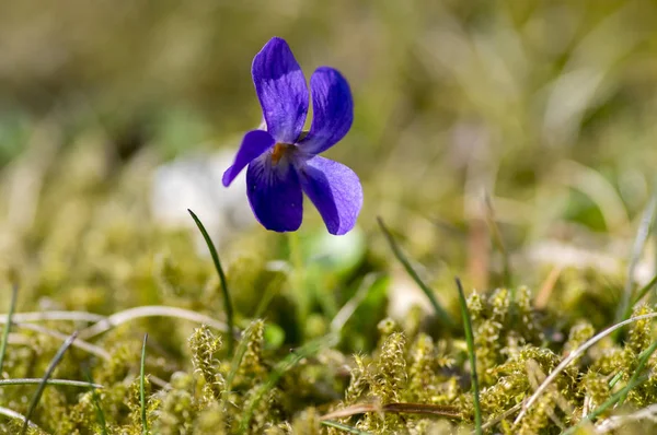 中提琴草野生小花开花 紫色紫色开花植物在春天草甸 — 图库照片