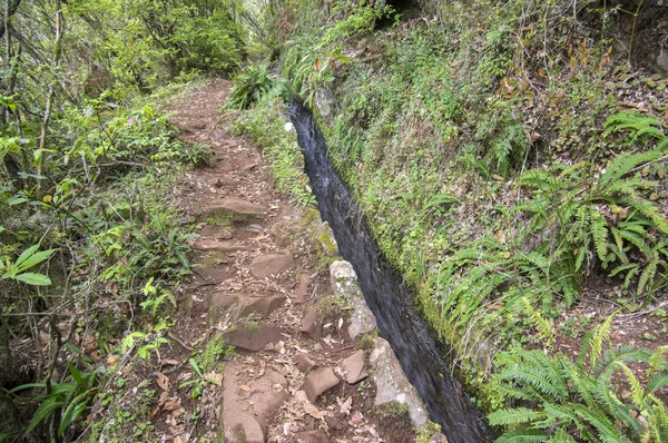 Levada Poco Bezerro Vilt Vatten Vandringsled För Turister Ribeiro Frio — Stockfoto