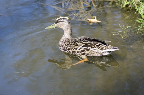Stockente Mit Braunen Federn Schwimmt Auf Kleinem Teich Sonnenlicht Wasserspiegelungen — Stockfoto