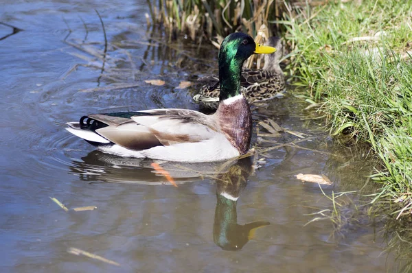 Mallard Masculino Com Cabeça Verde Penas Marrons Nadando Pequena Lagoa — Fotografia de Stock