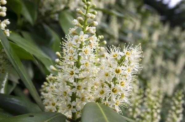 Arbre Laurier Cerisier Fleurs Fleurs Feuilles — Photo